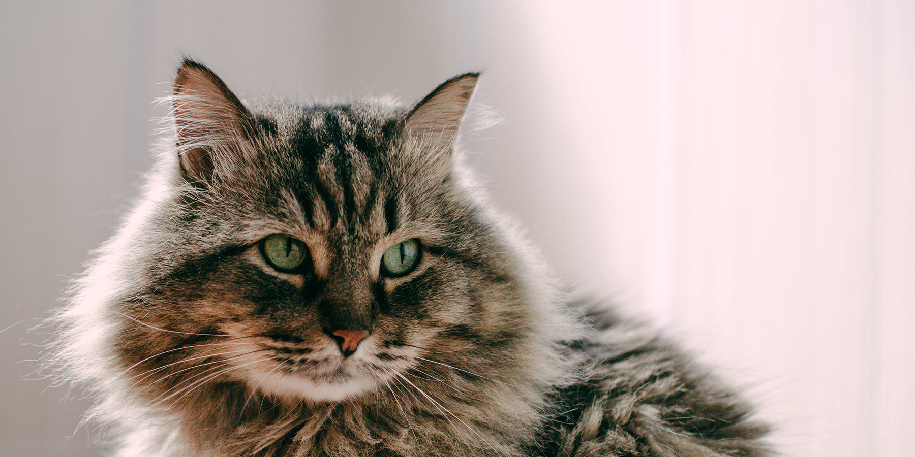 Summit 10 Grain Free empleo