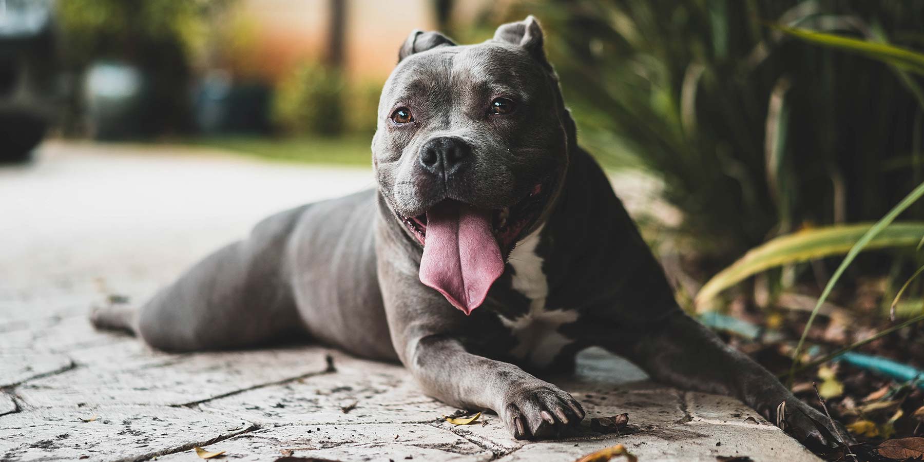 Pienso perros Summit 10 sin cereales salmón empleo