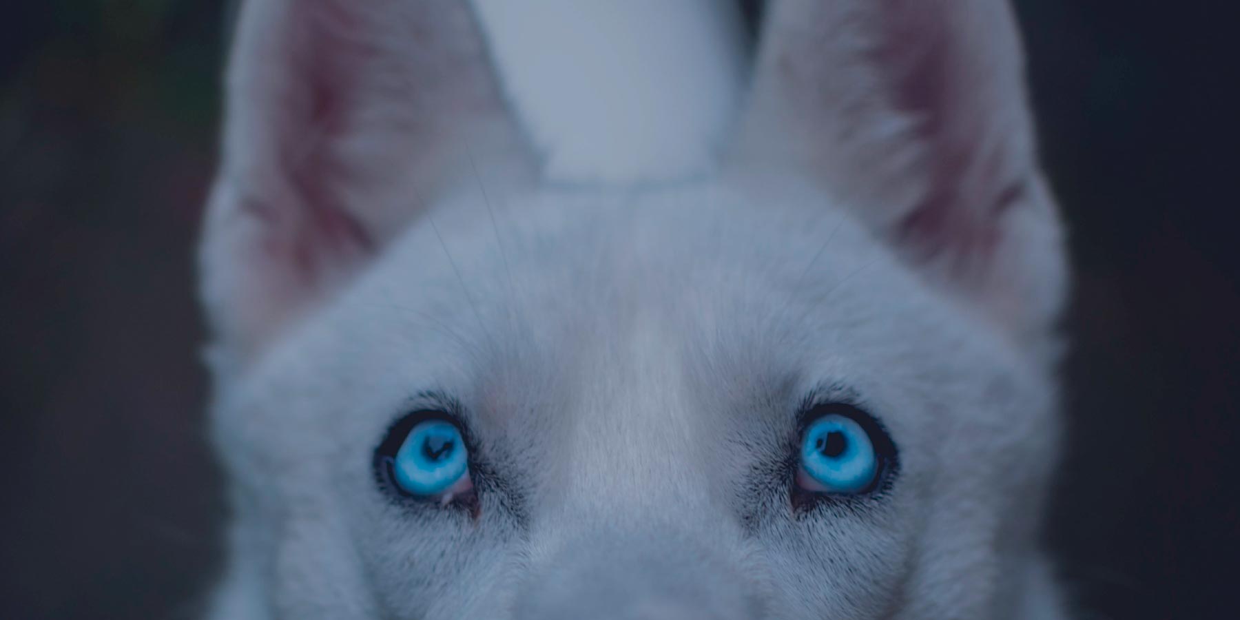 Summit 10 Life Stages perro empleo