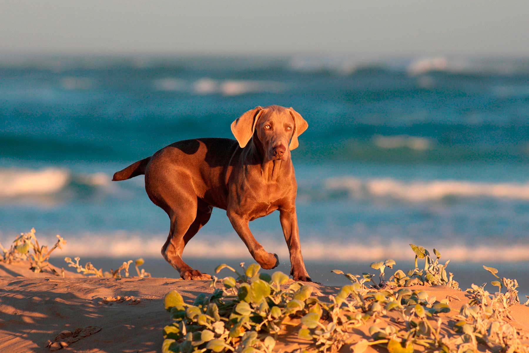 Pienso perros activos Summit 10